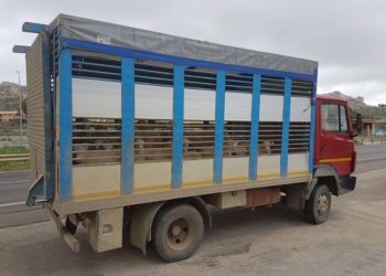 Avola, furto di ovini: denunciate tre persone