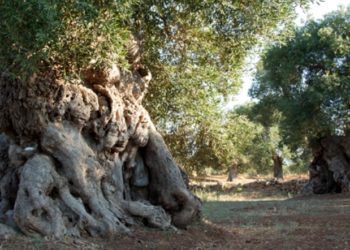 Avola. “Più verde in città”: associazioni donano alberelli di ulivo e carrubo per valorizzare la periferia