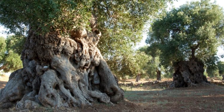 Avola. “Più verde in città”: associazioni donano alberelli di ulivo e carrubo per valorizzare la periferia