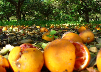 Avola. Crisi ortofrutta, la deputata Rossana Cannata rassicura: “Musumeci incontrerà agricoltori locali”