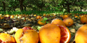 Avola. Crisi ortofrutta, la deputata Rossana Cannata rassicura: “Musumeci incontrerà agricoltori locali”