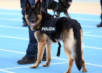 Avola. Il cane poliziotto scopre droga nell’auto e il proprietario si scaglia contro gli agenti: arrestato
