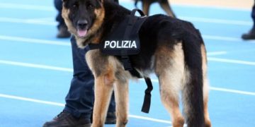 Avola. Il cane poliziotto scopre droga nell’auto e il proprietario si scaglia contro gli agenti: arrestato