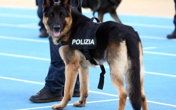 Avola. Il cane poliziotto scopre droga nell’auto e il proprietario si scaglia contro gli agenti: arrestato