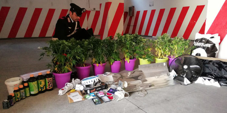 Avola, sorpreso con 8 piante di “cannabis indica” coltivate in casa: 31enne arrestato