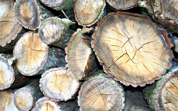 Avola. Bonifico falso per pagare la legna acquistata, denunciato per tentata truffa