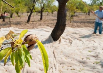 La mandorla di Avola: prodotto di qualità a rischio. Il presidente del consorzio sollecita la Regione