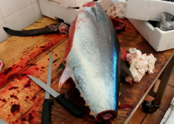 Avola, tonno rosso non tracciato in pescheria: sequestrati 70 kg di prodotto ittico