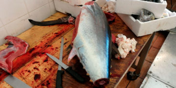 Avola, tonno rosso non tracciato in pescheria: sequestrati 70 kg di prodotto ittico