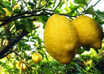 Avola. Furto di limoni e possesso di arnesi atti allo scasso: denunciati due uomini