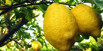 Avola. Furto di limoni e possesso di arnesi atti allo scasso: denunciati due uomini