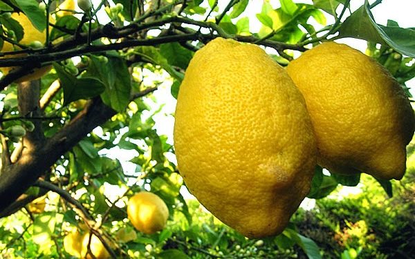 Avola. Furto di limoni e possesso di arnesi atti allo scasso: denunciati due uomini
