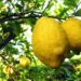Avola. Furto di limoni e possesso di arnesi atti allo scasso: denunciati due uomini