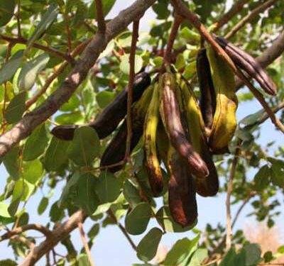 Avola. Furto di carrube e agrumi, la Polizia arresta 4 persone