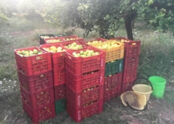 Avola. Furto di limoni, denunciato un uomo