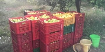 Avola. Furto di limoni, denunciato un uomo