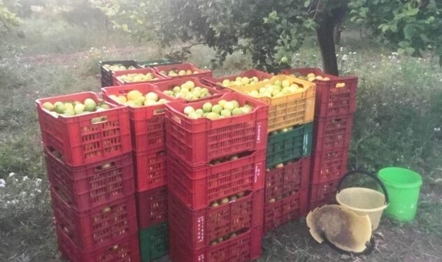 Avola. Furto di limoni, denunciato un uomo