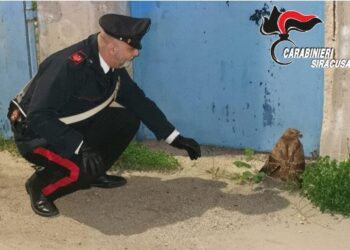 Avola. I Carabinieri salvano un esemplare di poiana