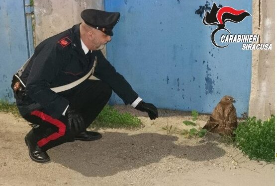 Avola. I Carabinieri salvano un esemplare di poiana